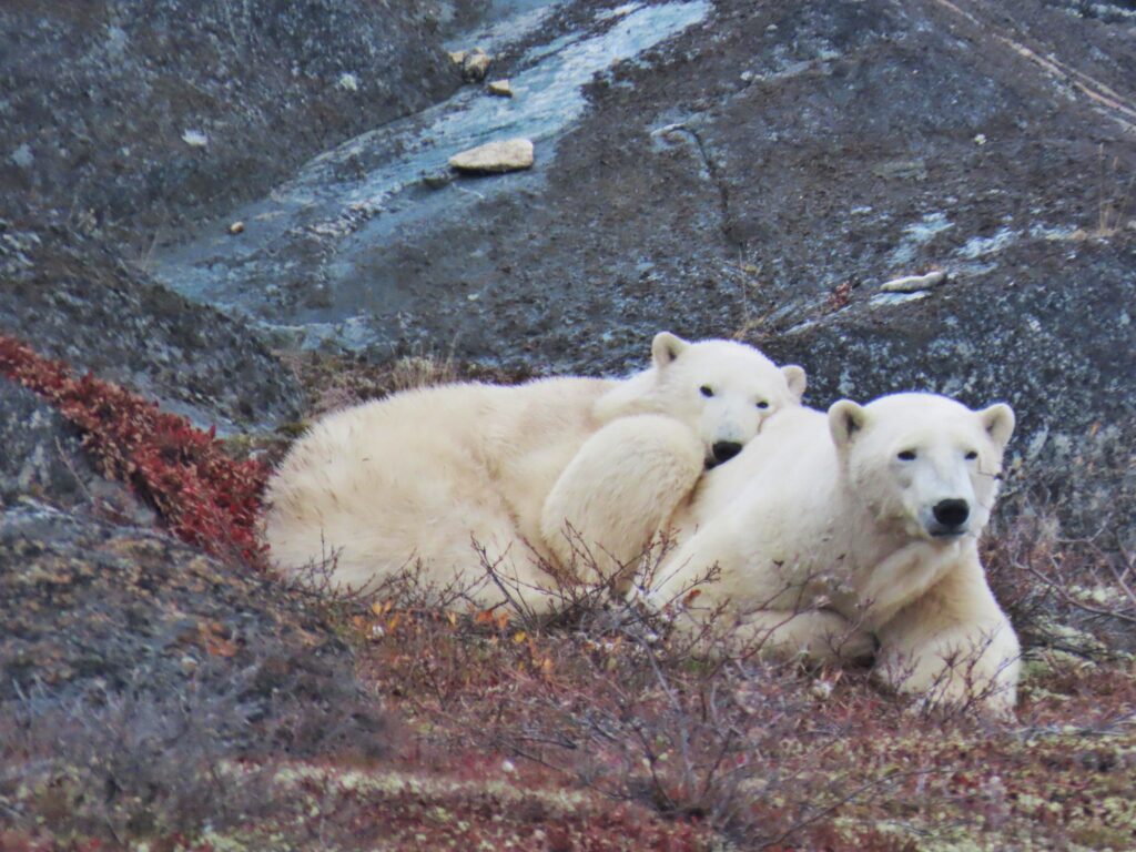 Mamma orsa e cucciolo di orso polare vicini su rocce