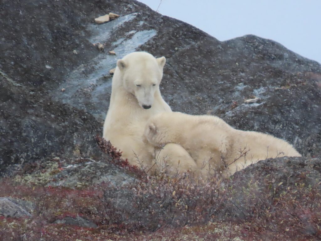 Mamma orsa che allatta il cucciolo di orso polare