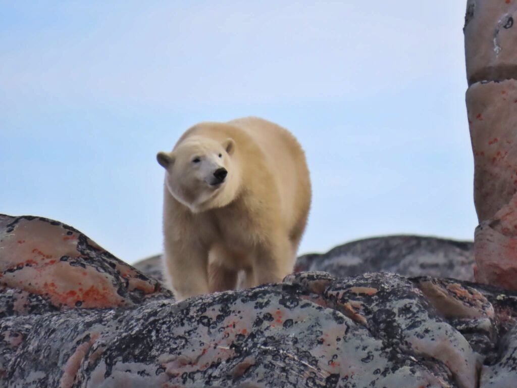 Orso polare che cammina sulle rocce