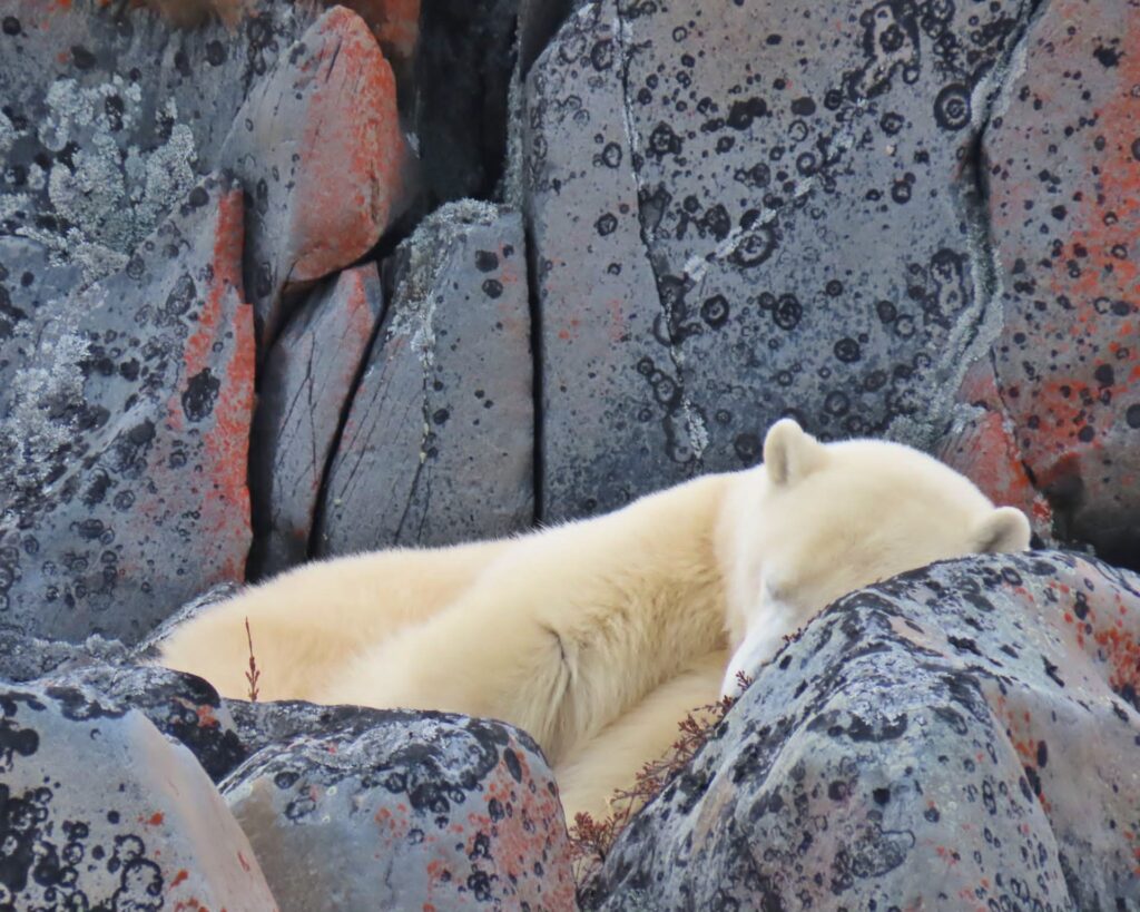 Orso polare cucciolo che dorme sulle rocce