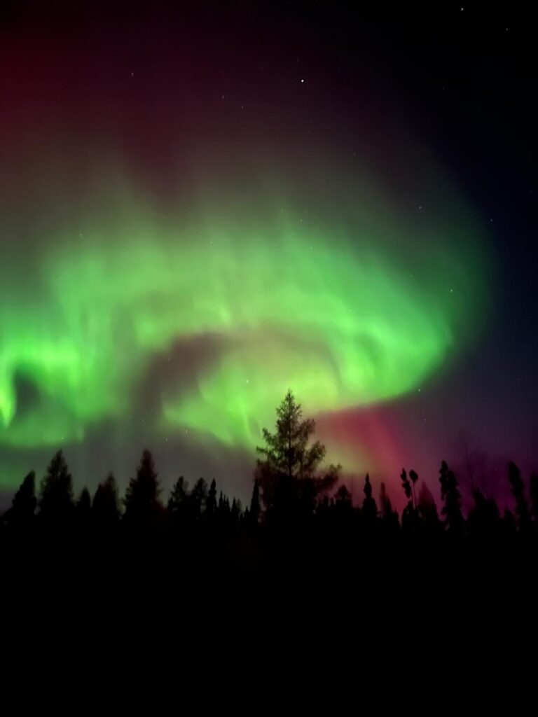 Bosco di notte con Aurora boreale verde e viola 